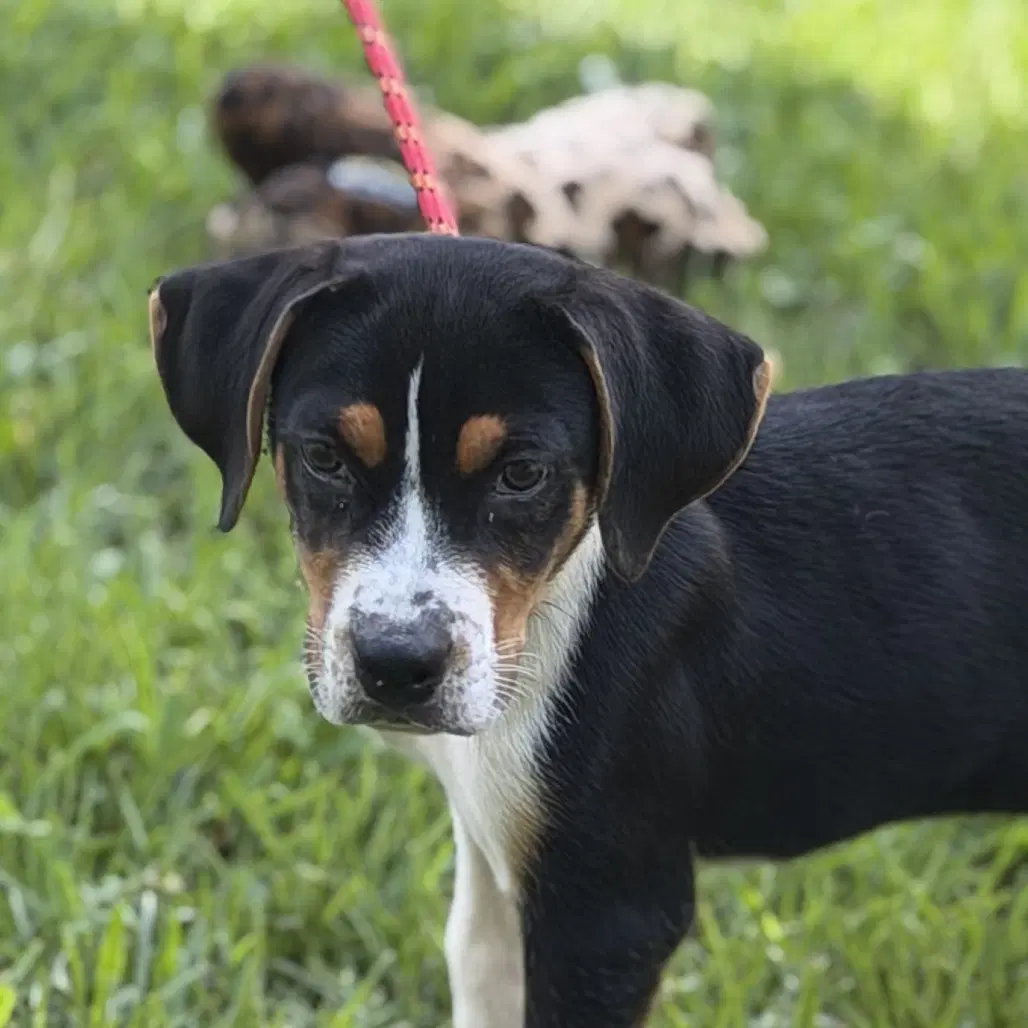 Butterbean - Beagle