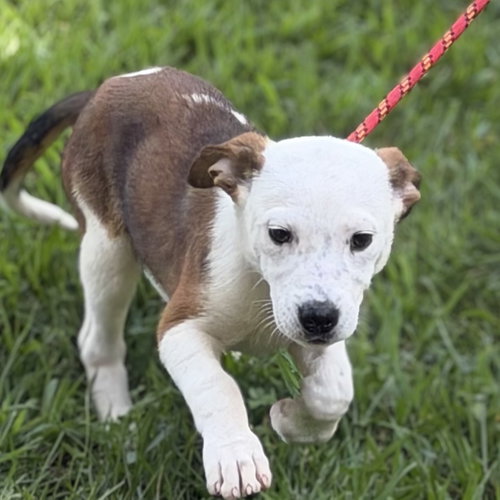 picture of the dog needing adoption