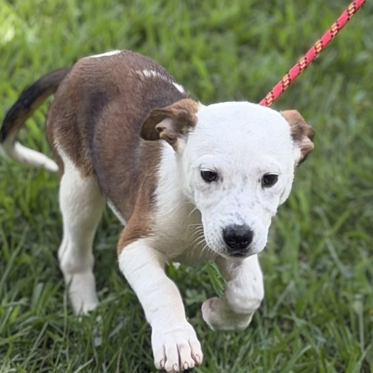GRITS, dog
