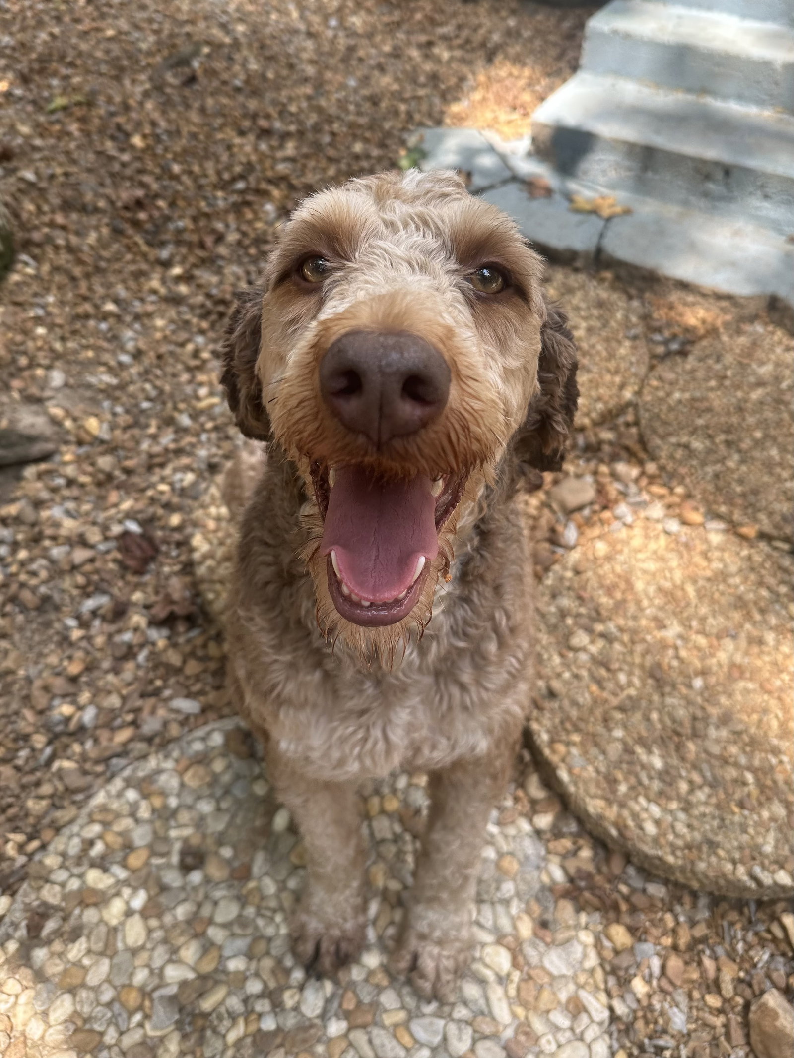 ROLO, dog