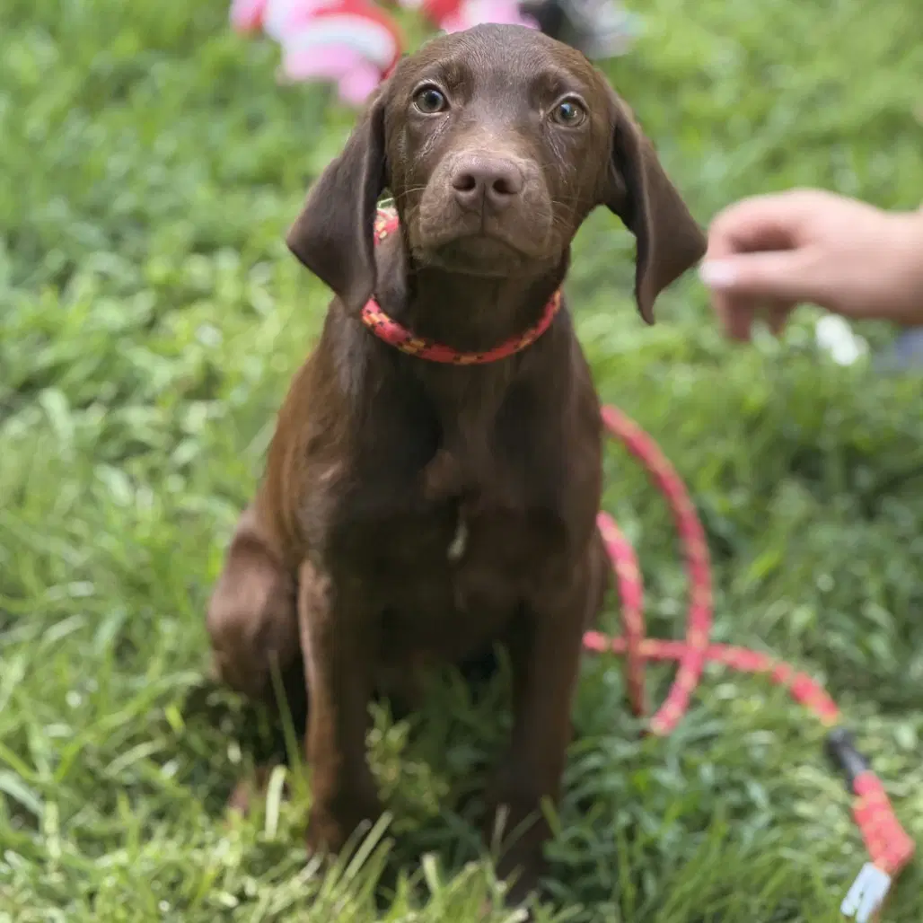 Latte - Chocolate Labrador Retriever
