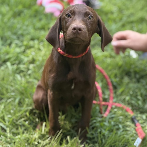 picture of the dog needing adoption