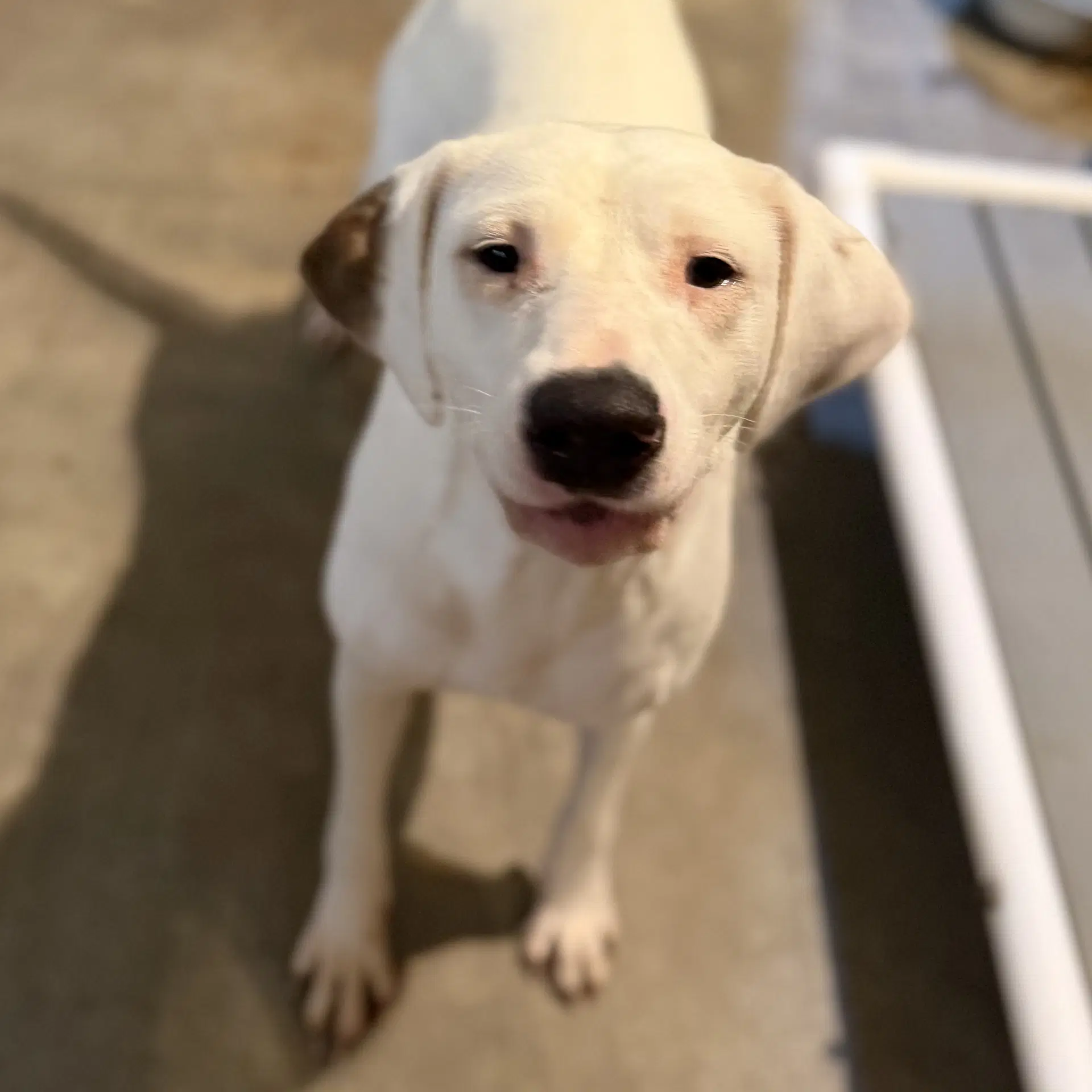 Snow - Labrador