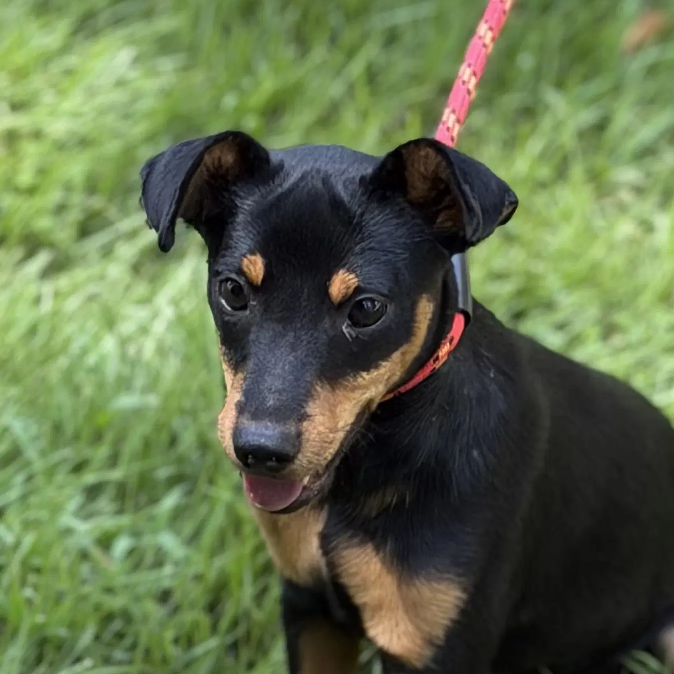 Belle - Miniature Pinscher