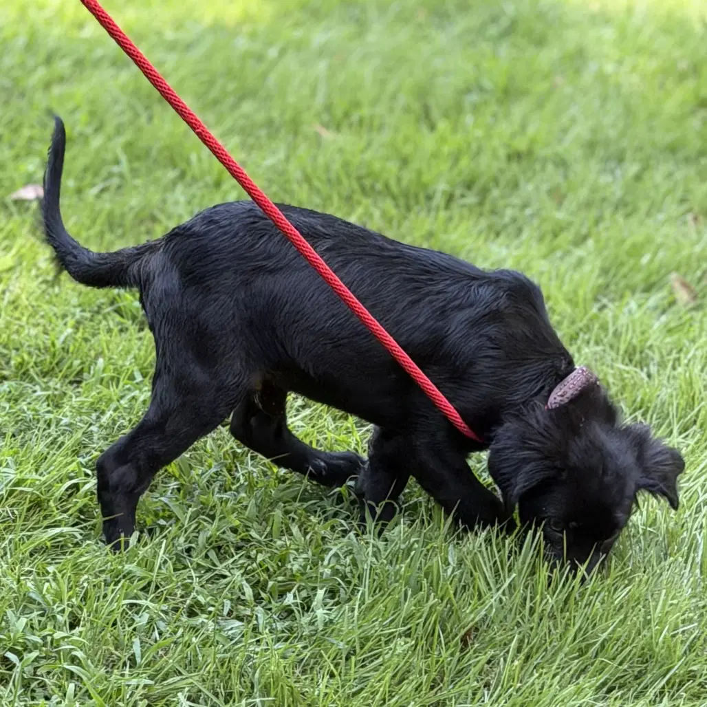 Tucker image 3