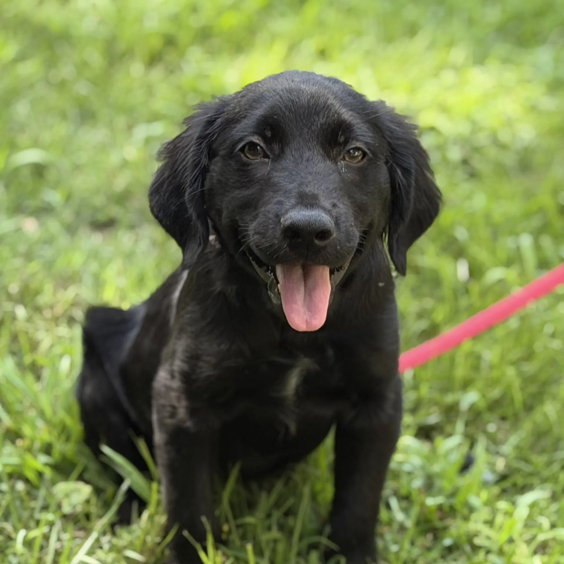 Tucker - Retriever