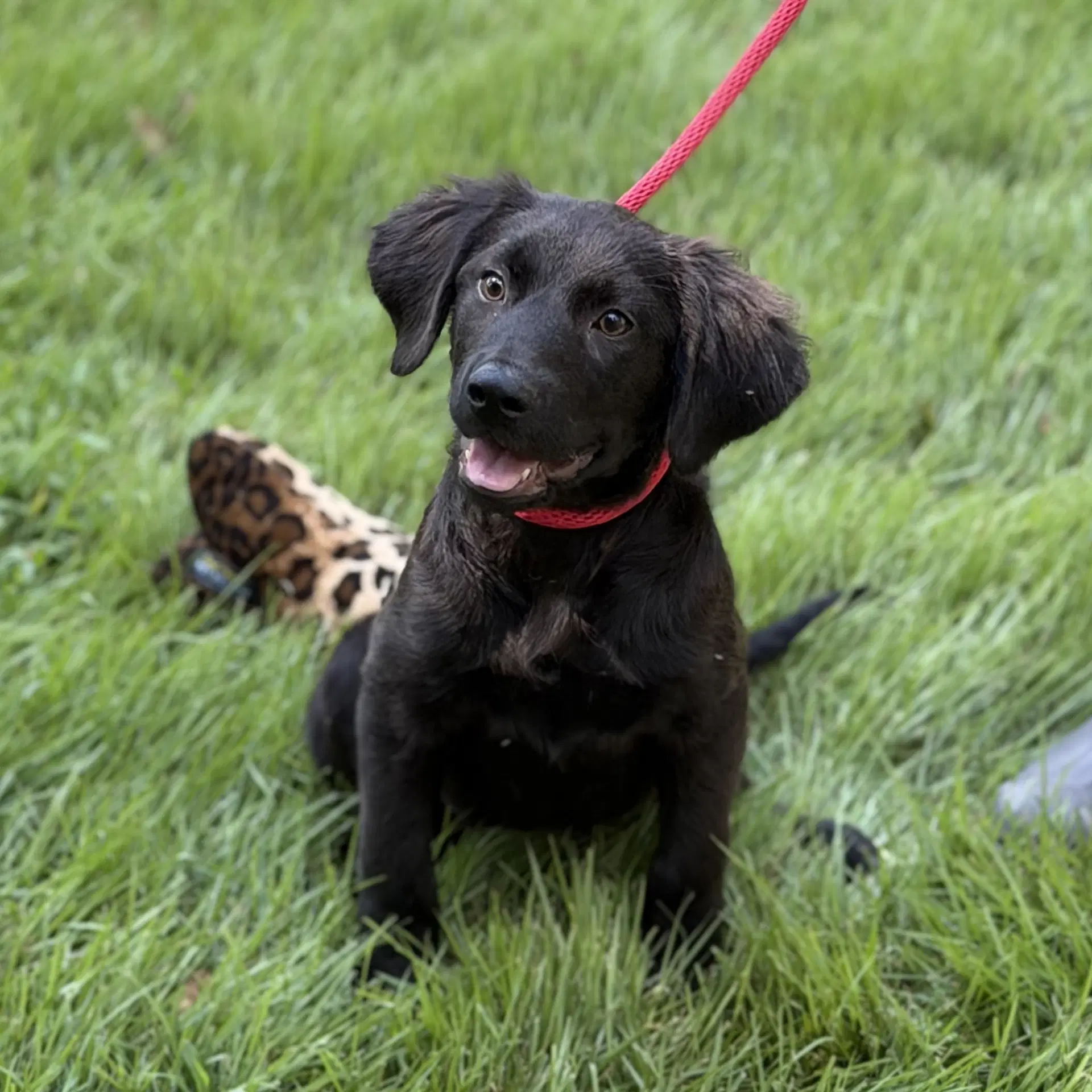 Moose - Retriever