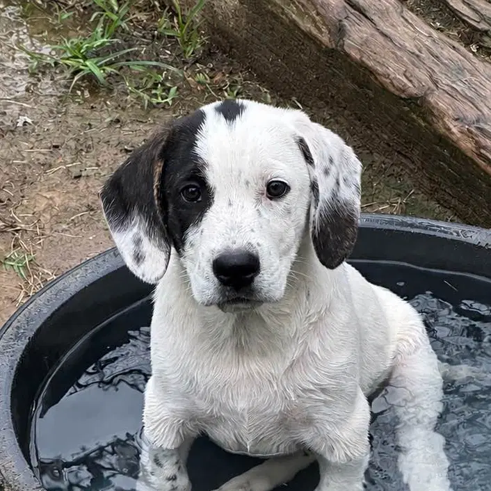 Mayes - Labrador Retriever
