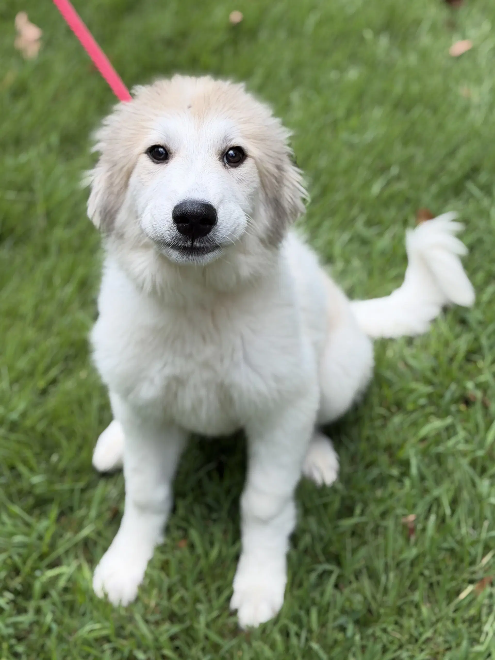 Mercy - Great Pyrenees