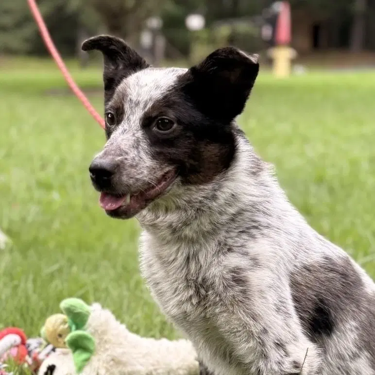 Pepper - Australian Cattle Dog/Blue Heeler