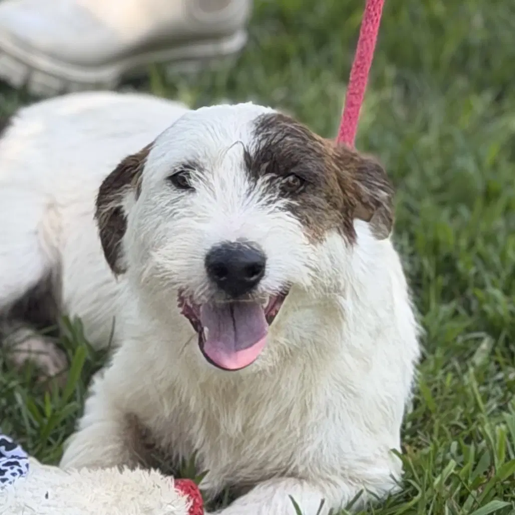Stepper - Terrier