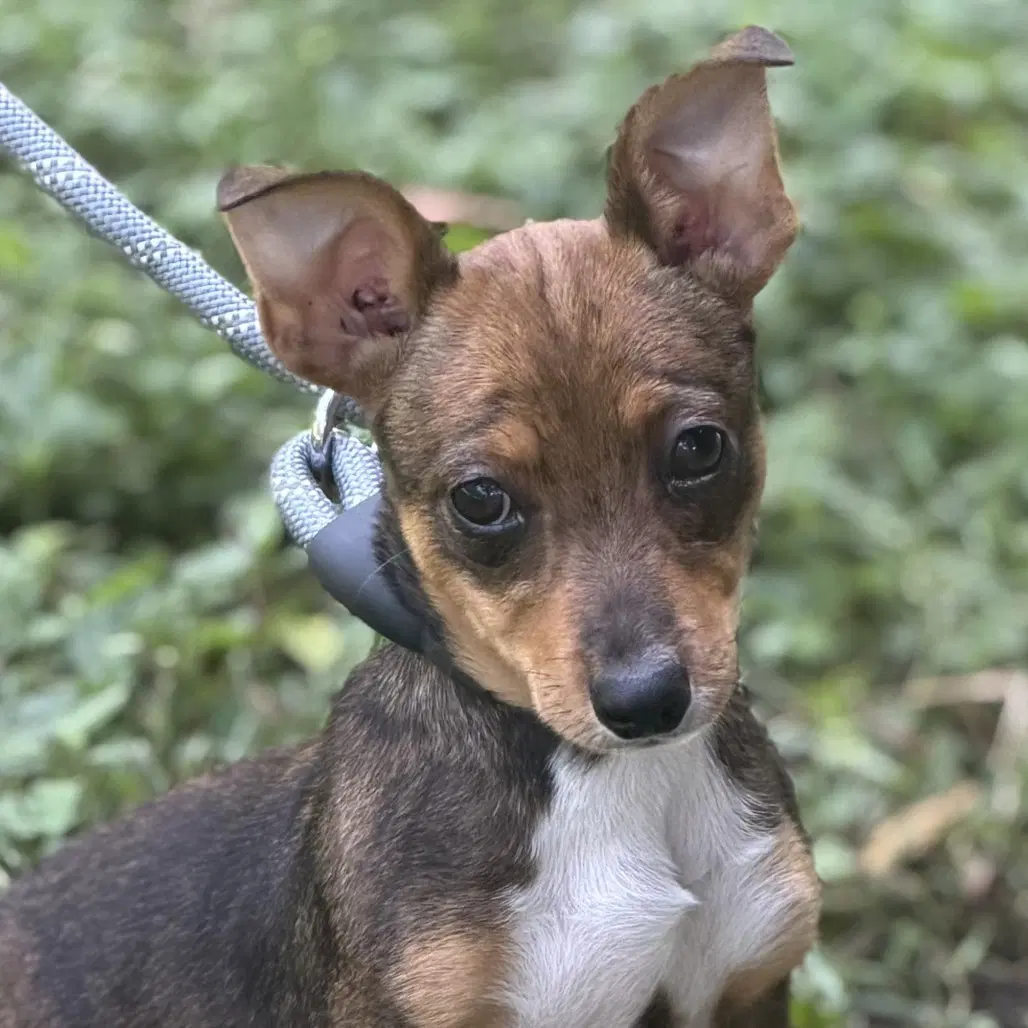 Naomi - Chihuahua
