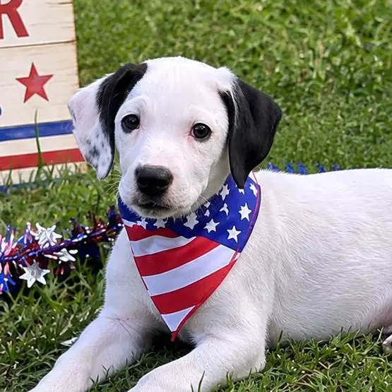 Matilda - Labrador Retriever
