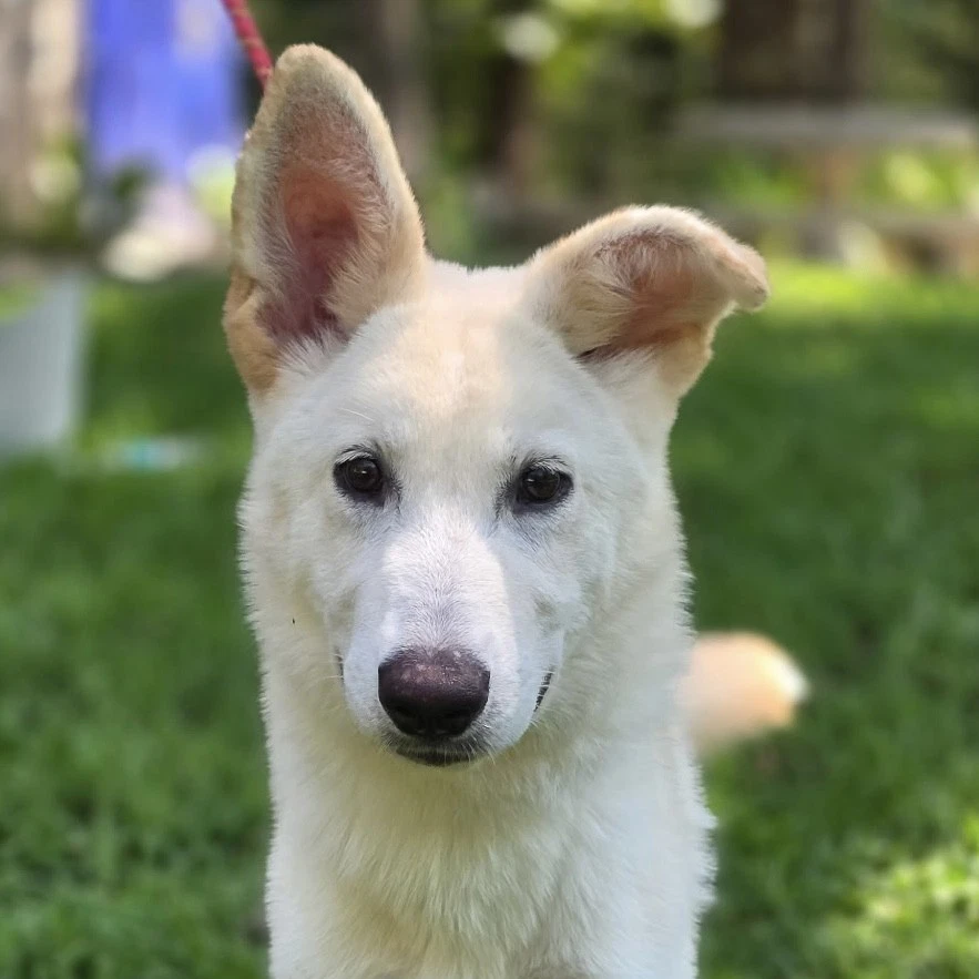 Indi