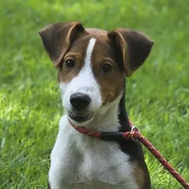 Zanka - Beagle