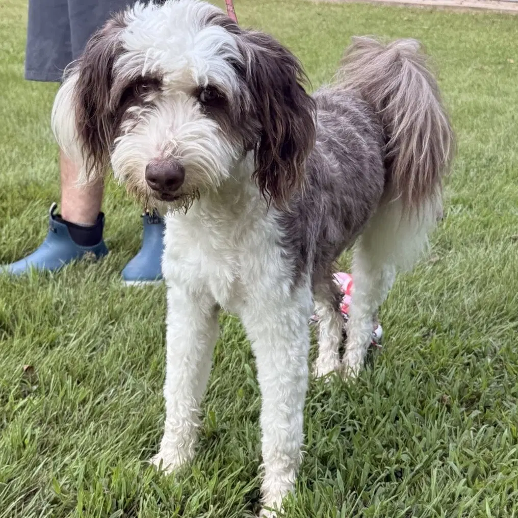 Bandit image 4