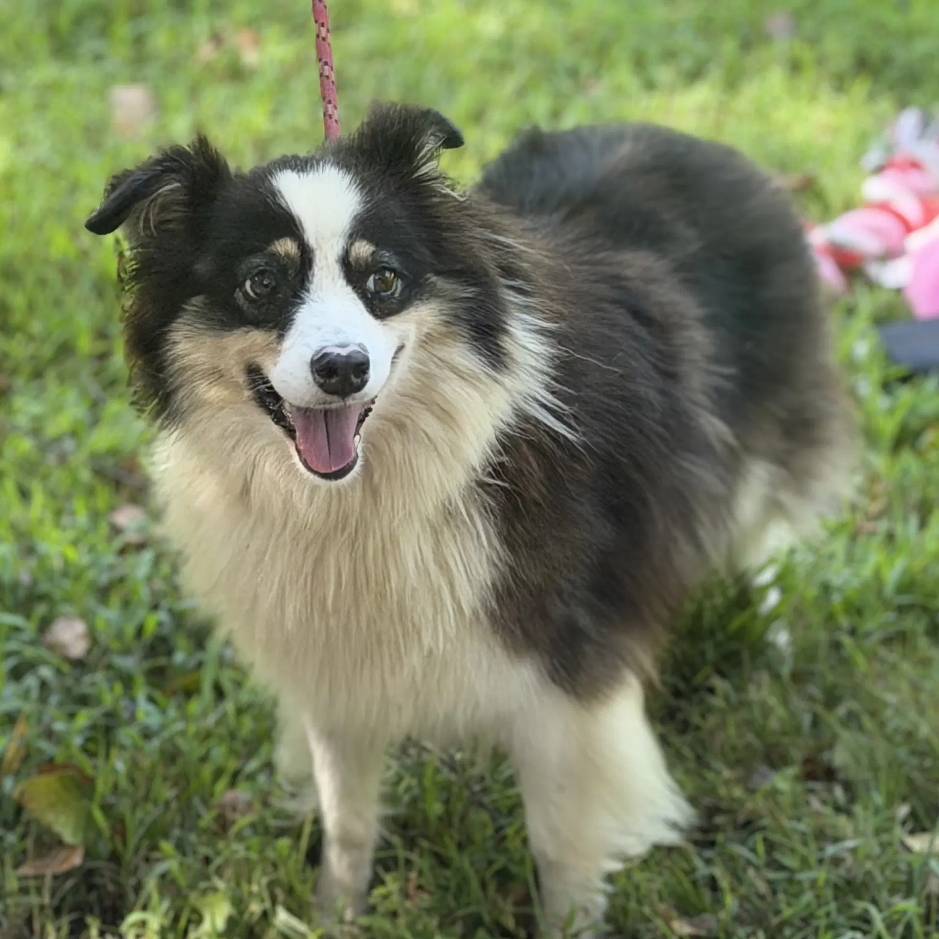 Twiggy - Australian Shepherd