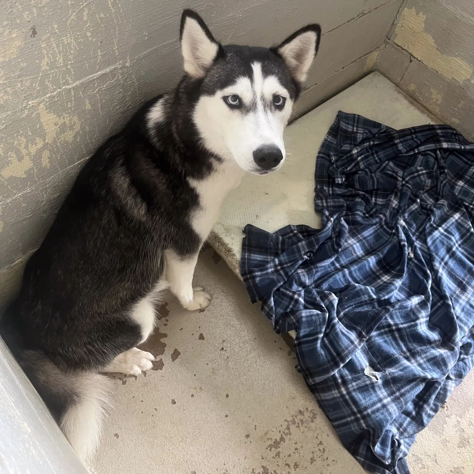 Dixie Hope Lower Fee - Husky