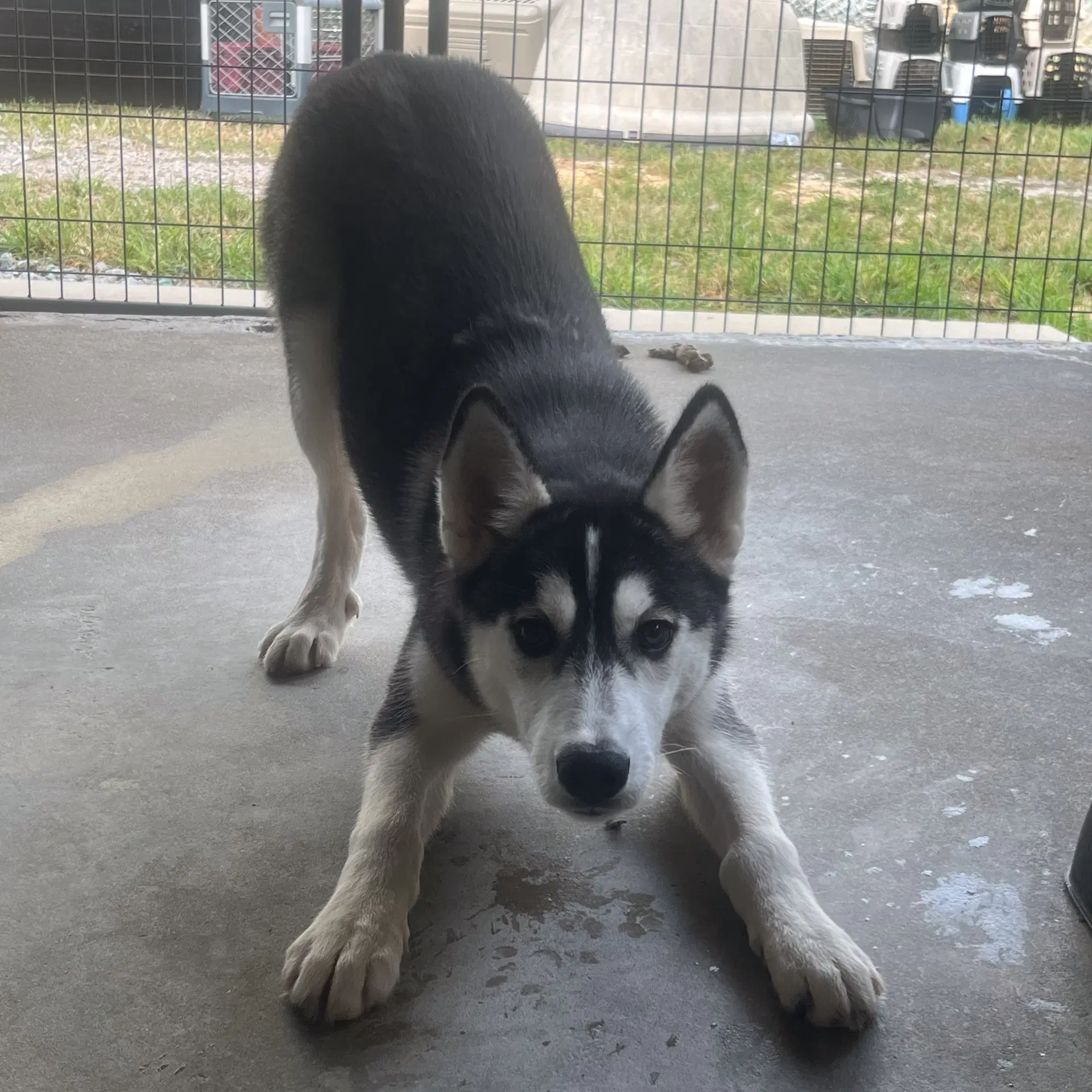 Jenna - Husky