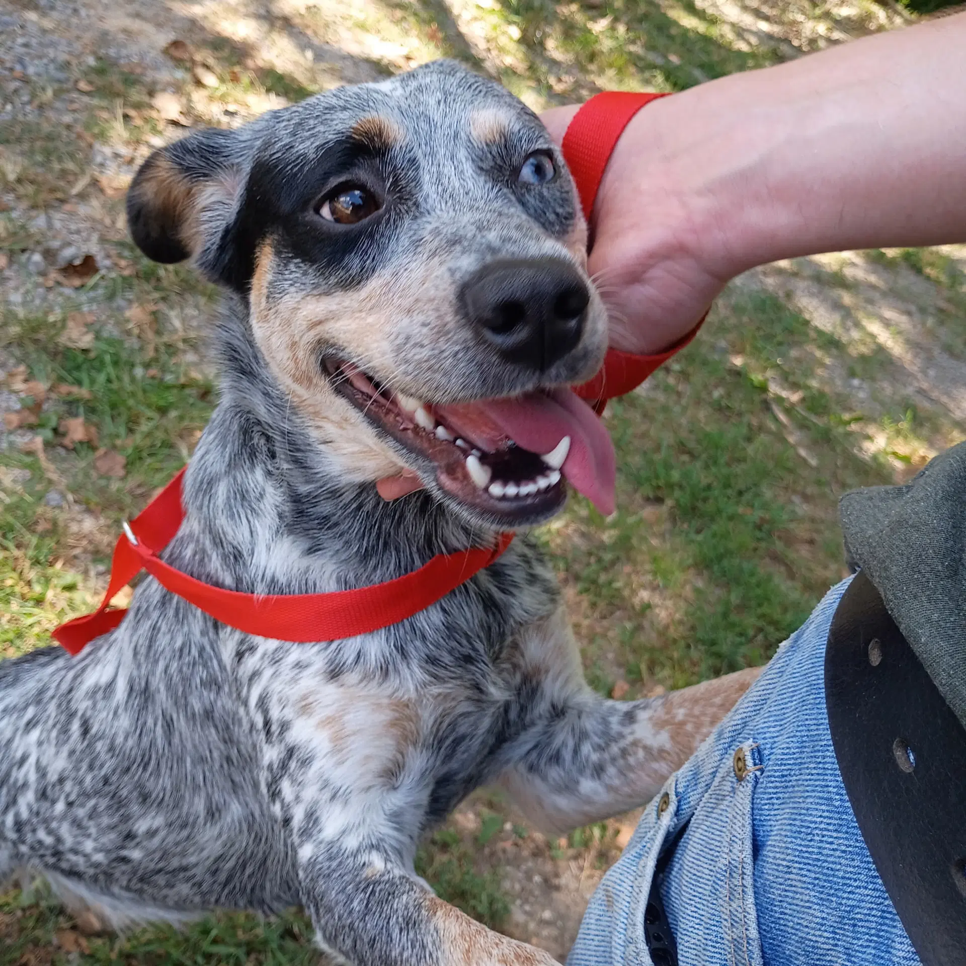 Sage Hope Lower Fee - Australian Cattle Dog/Blue Heeler
