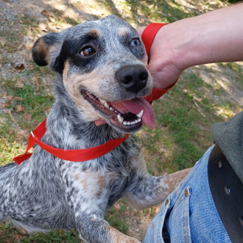 SAGE HOPE LOWER FEE, a dog for adoption from Crossing Paths Animal Rescue