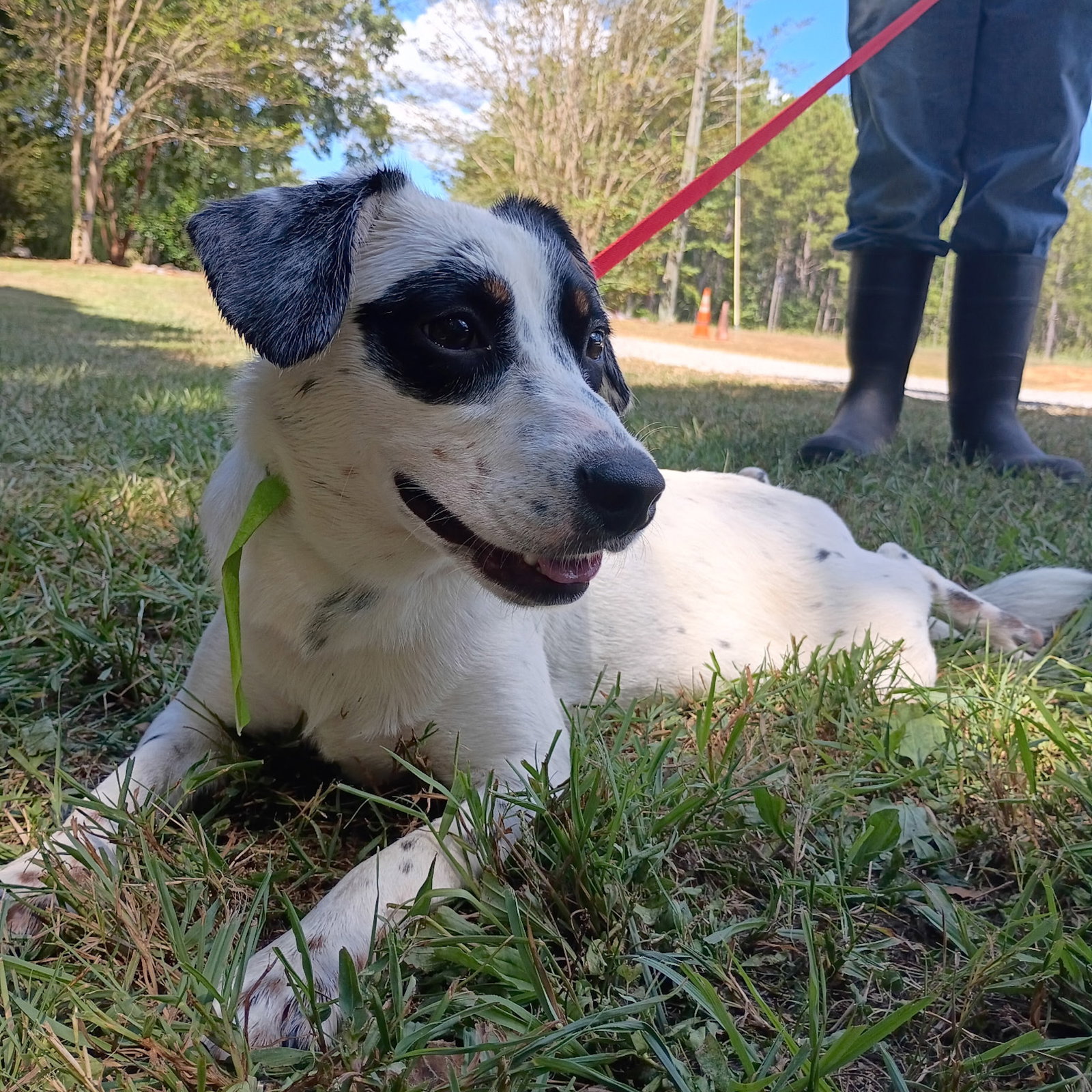 TINY HOPE LOWER FEE, dog — photo 1 of 1