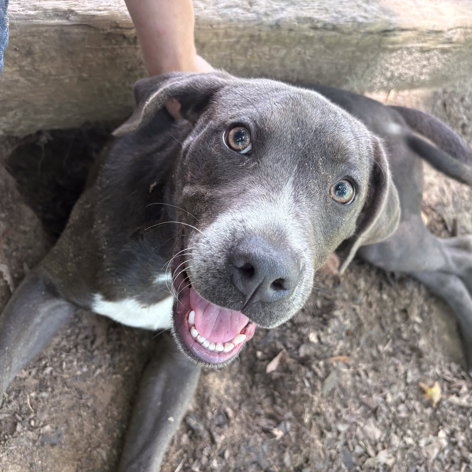 SHAMROCK HOPE LOWER FEE, dog — photo 1 of 3