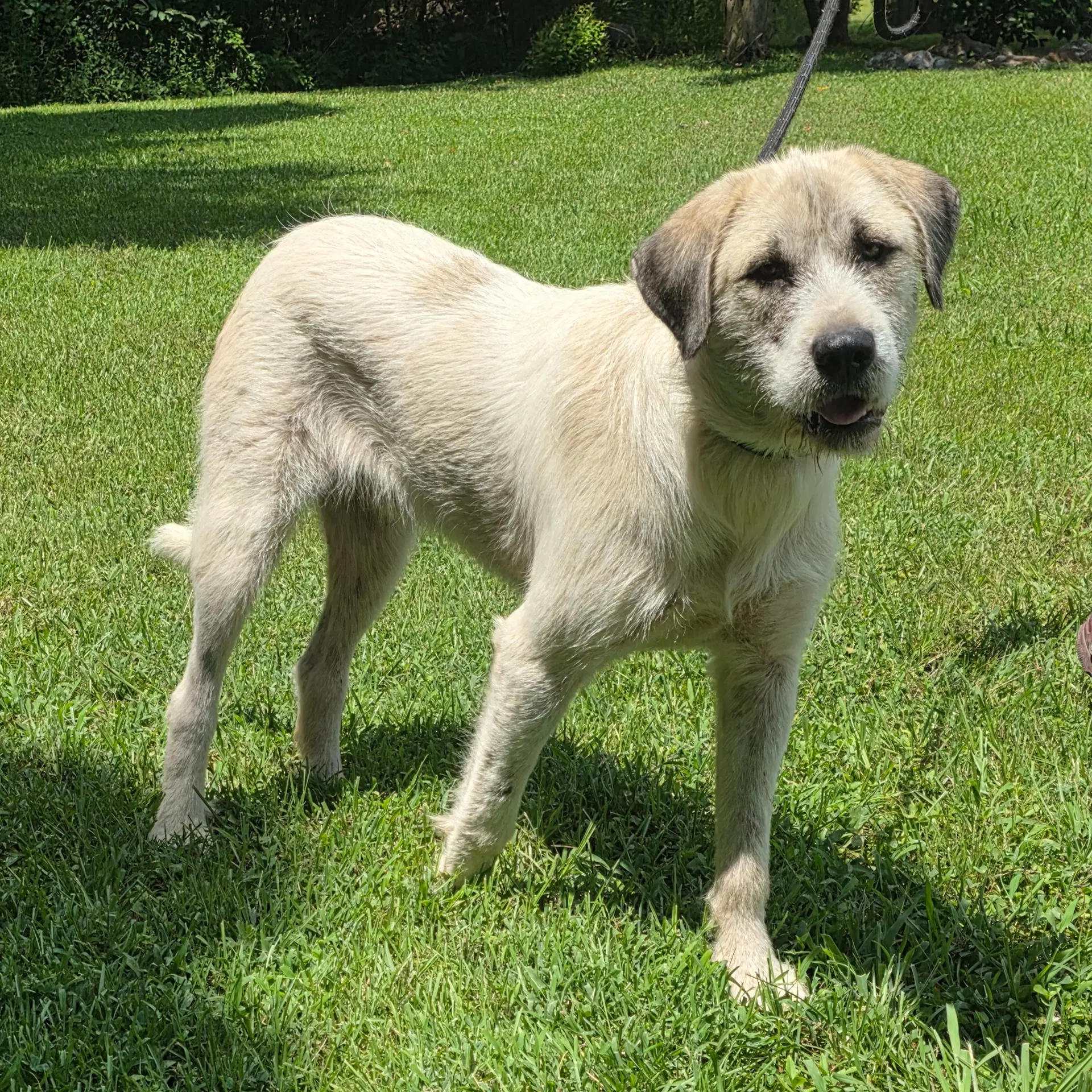 Prometheus Hope Lower Fee - Irish Wolfhound