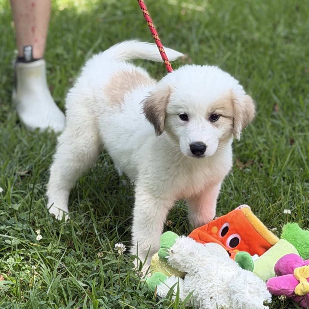 Celestria, dog — photo 1 of 4