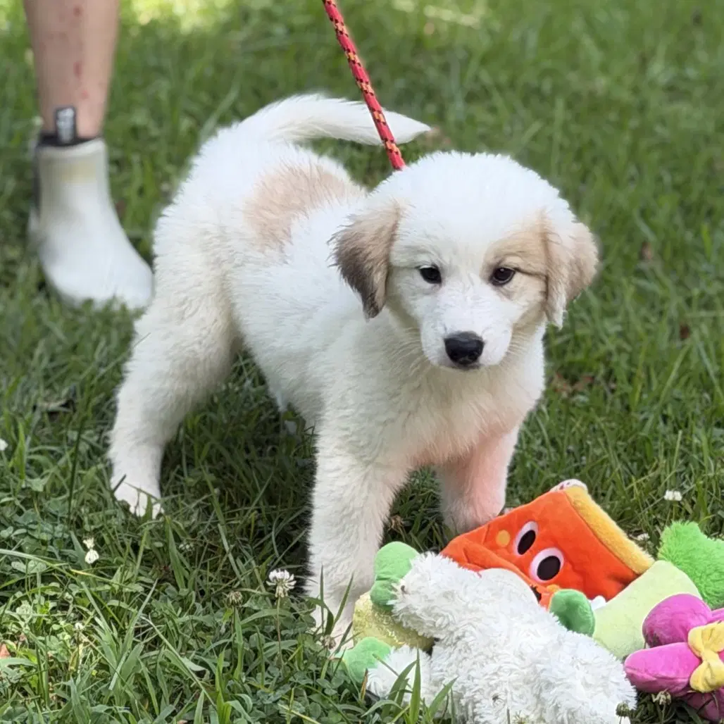 Celestria - Great Pyrenees