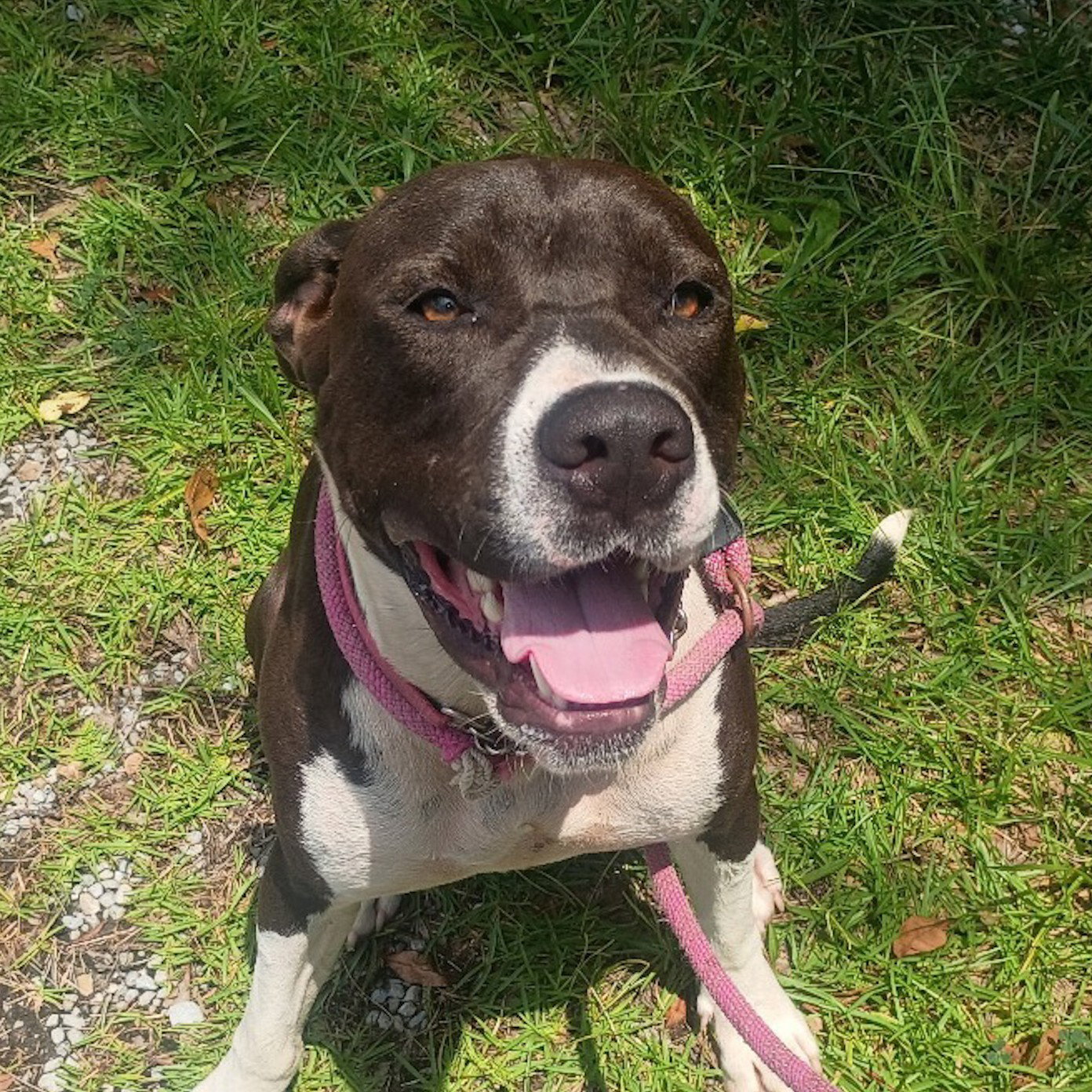 COSMO HOPE LOWER FEE, dog — photo 1 of 1