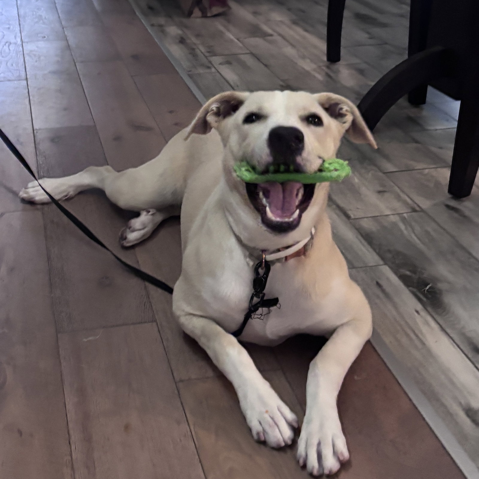 PEARL, dog — photo 1 of 2
