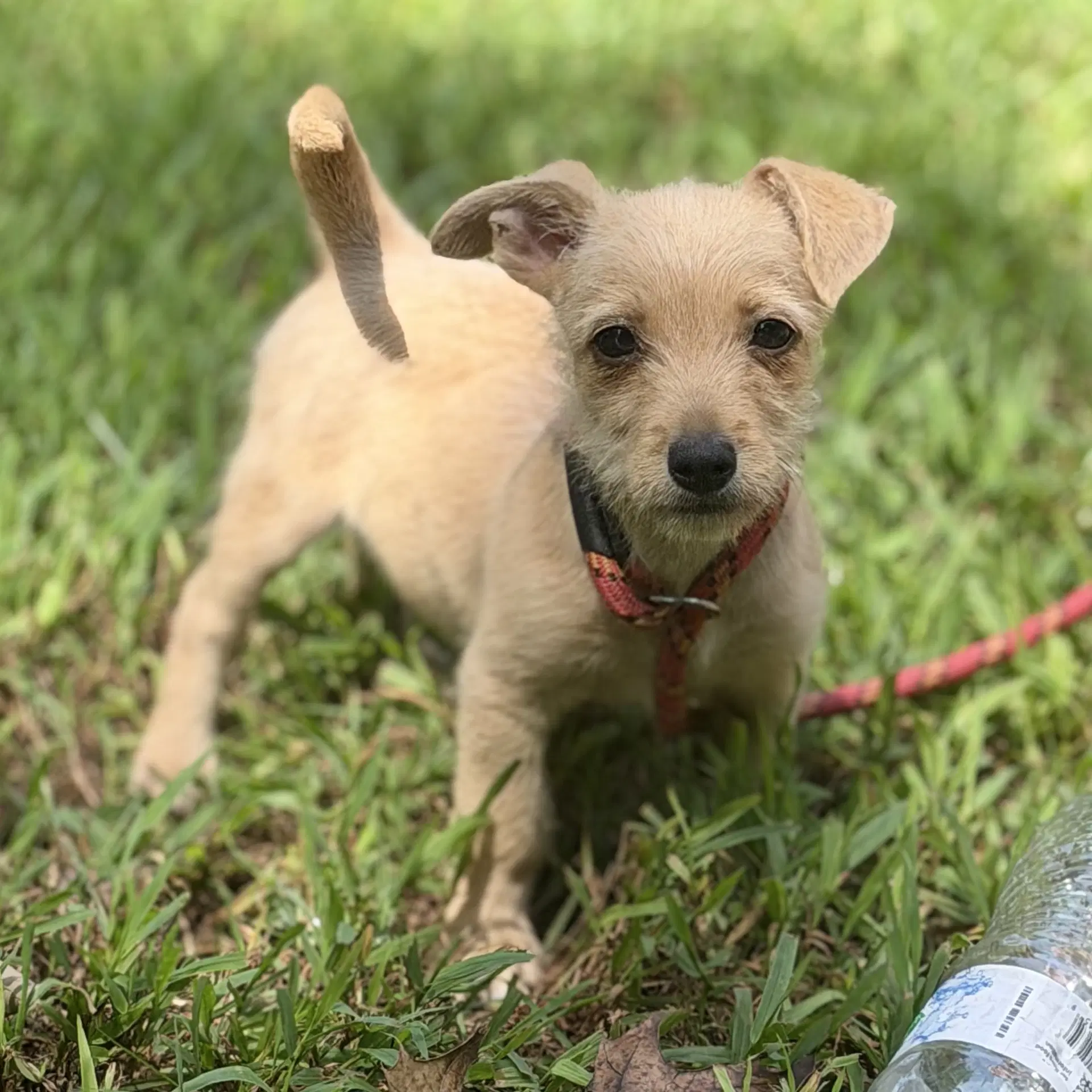 Makenna - Chihuahua