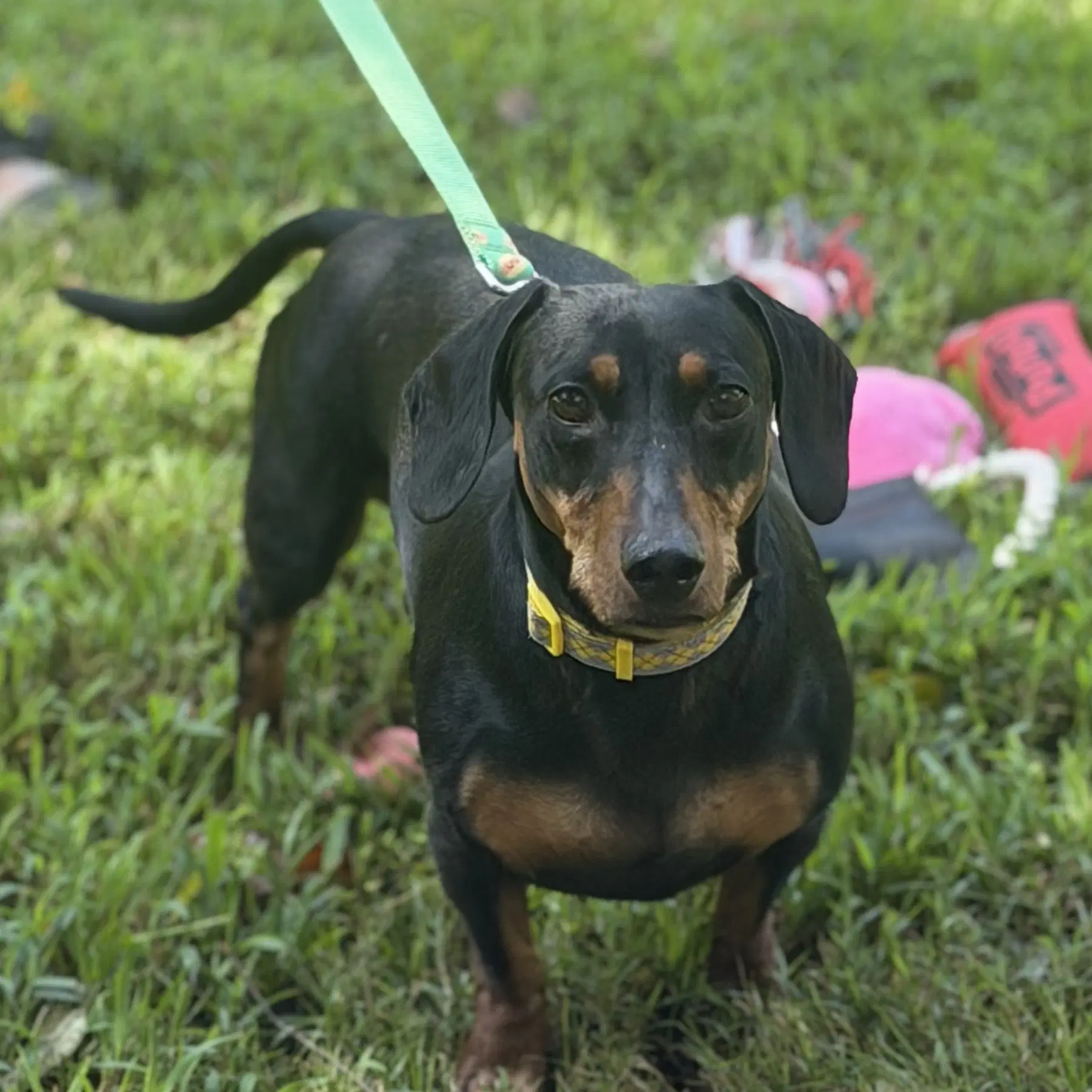 Budd - Dachshund