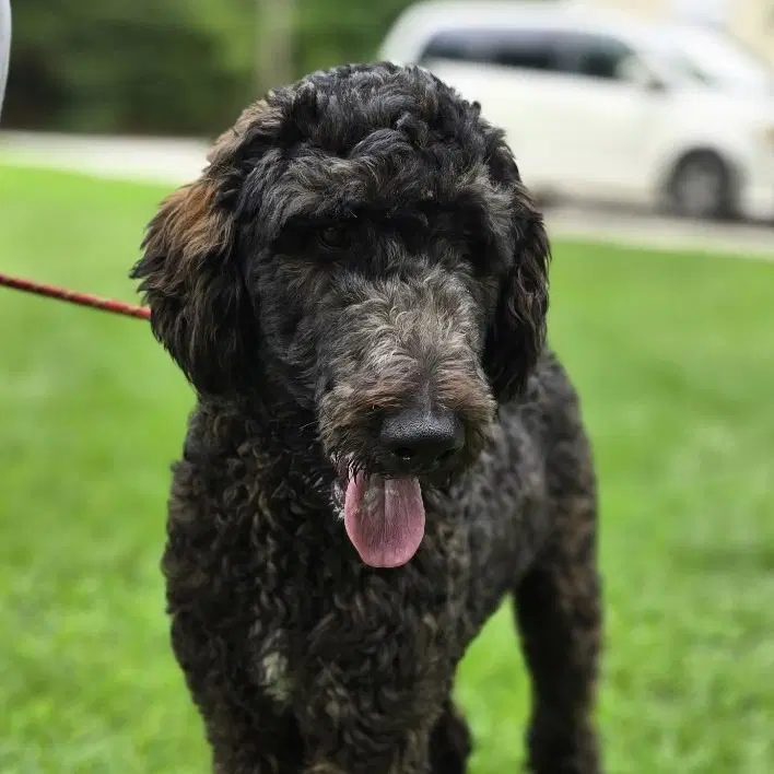 Pea - Poodle (unknown type)