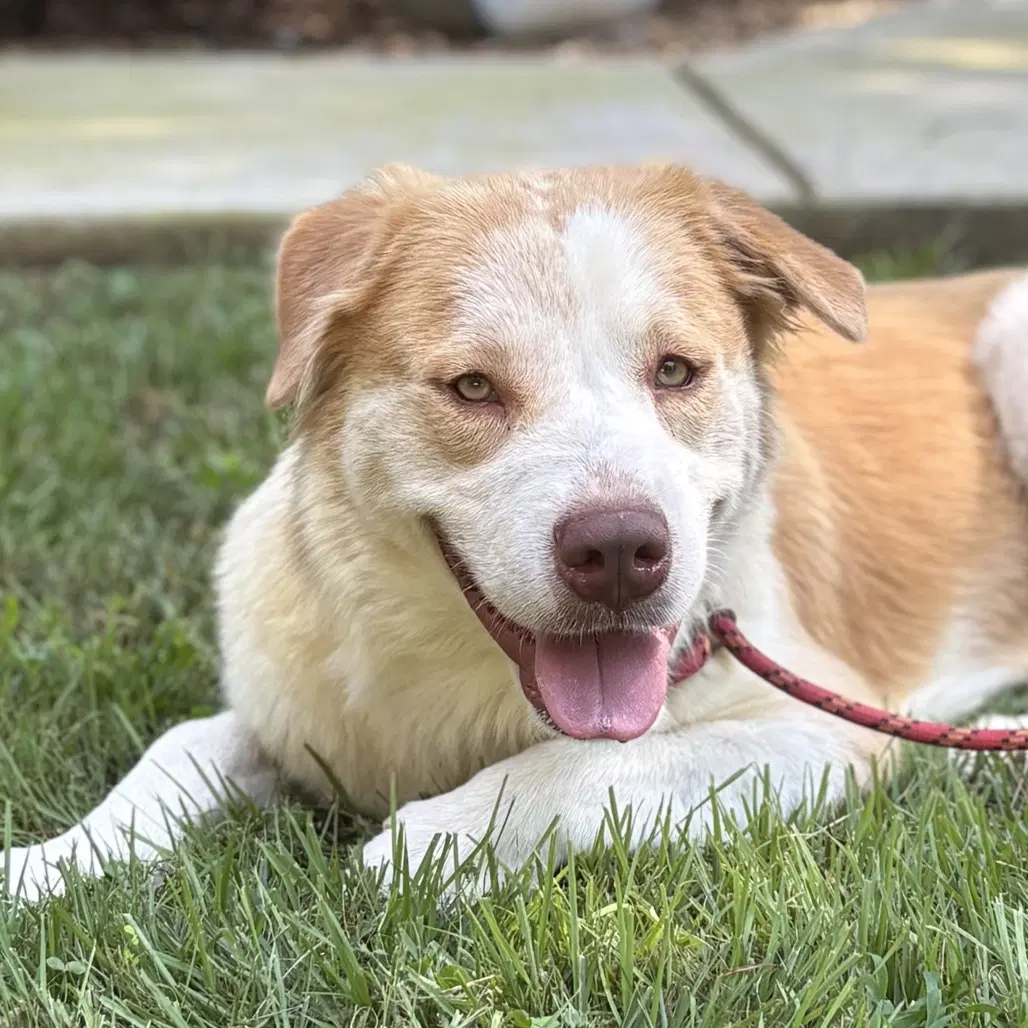 Bj - Australian Shepherd