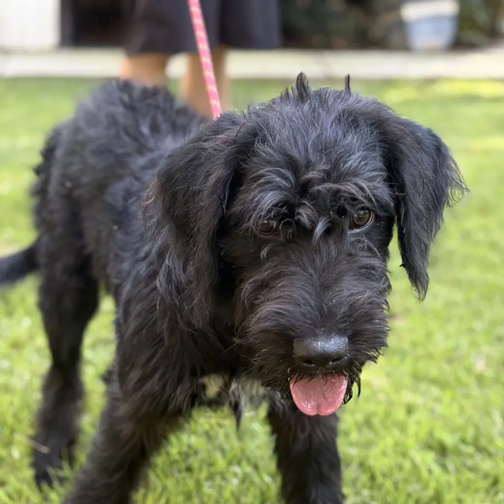 Kit - Poodle (unknown type)
