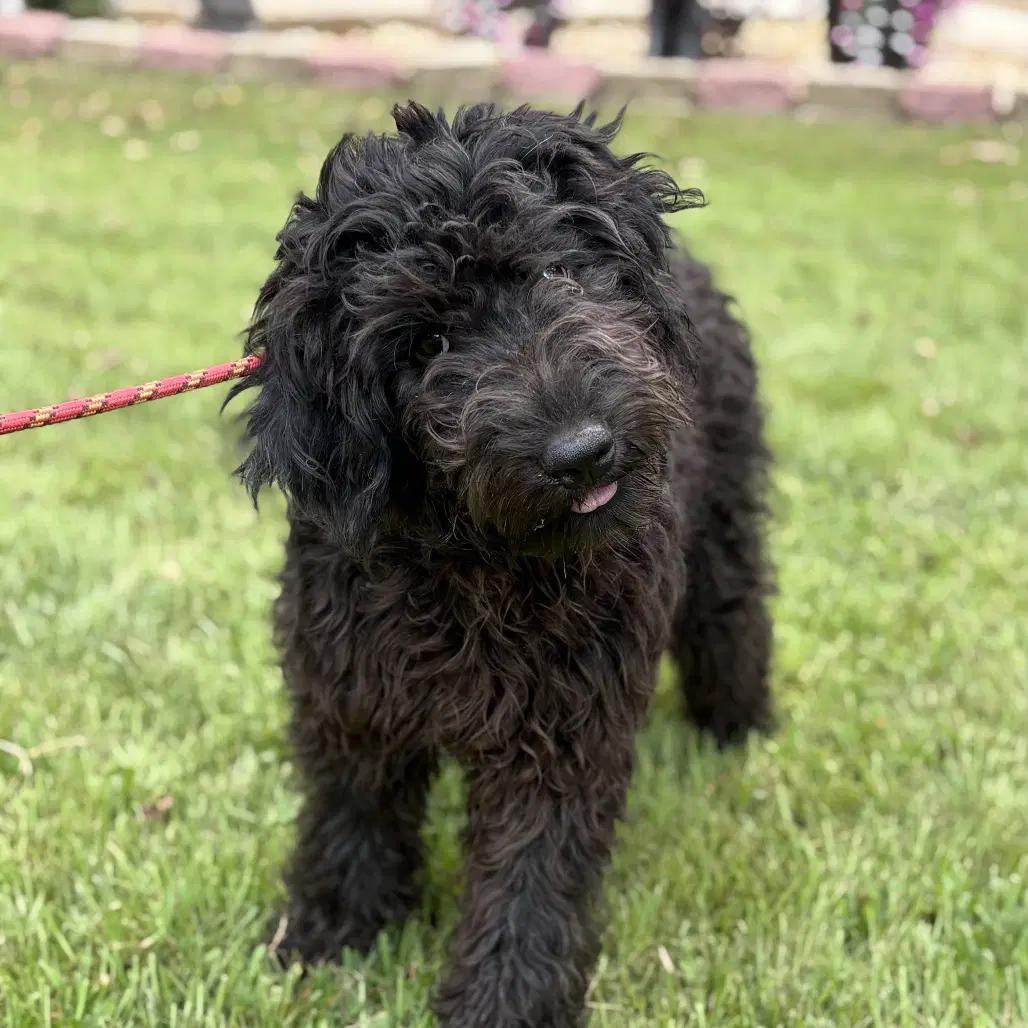 First - Poodle (unknown type)