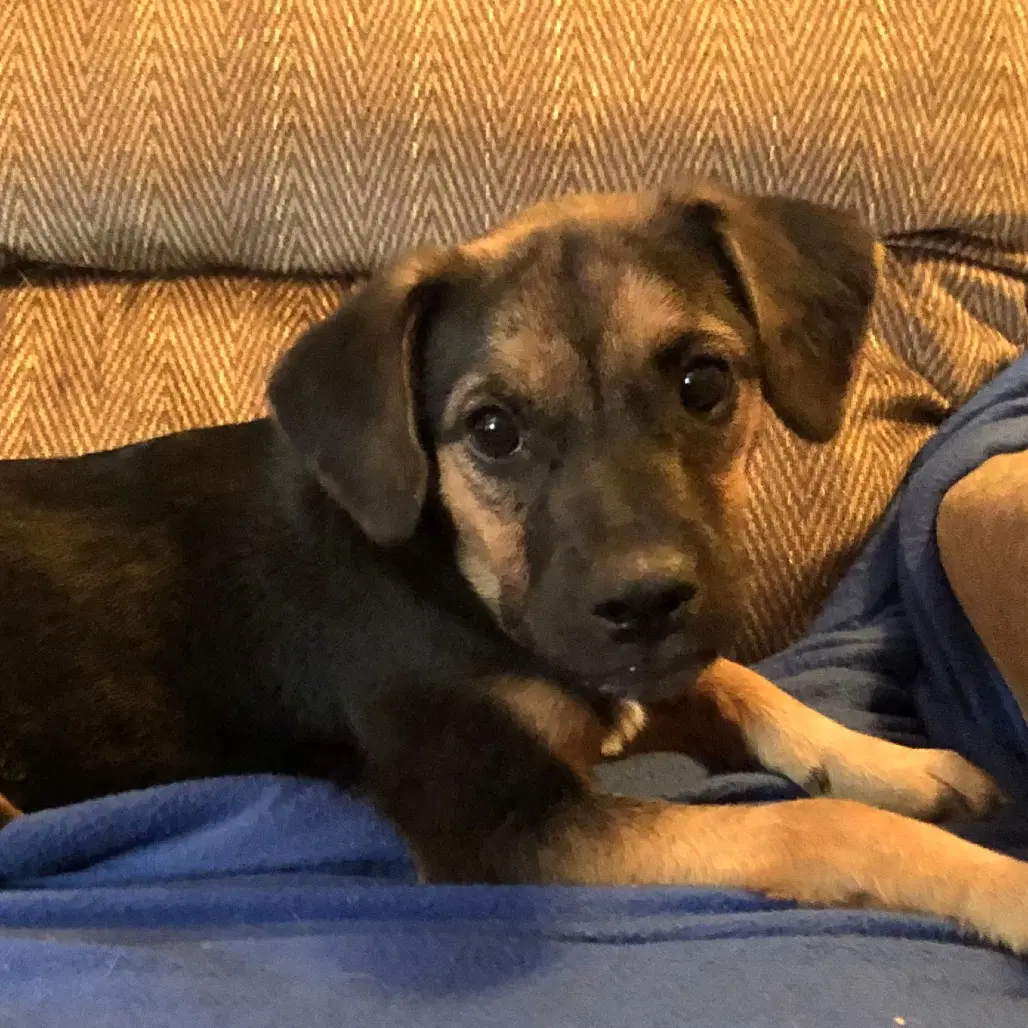 Wilma - Labrador Retriever