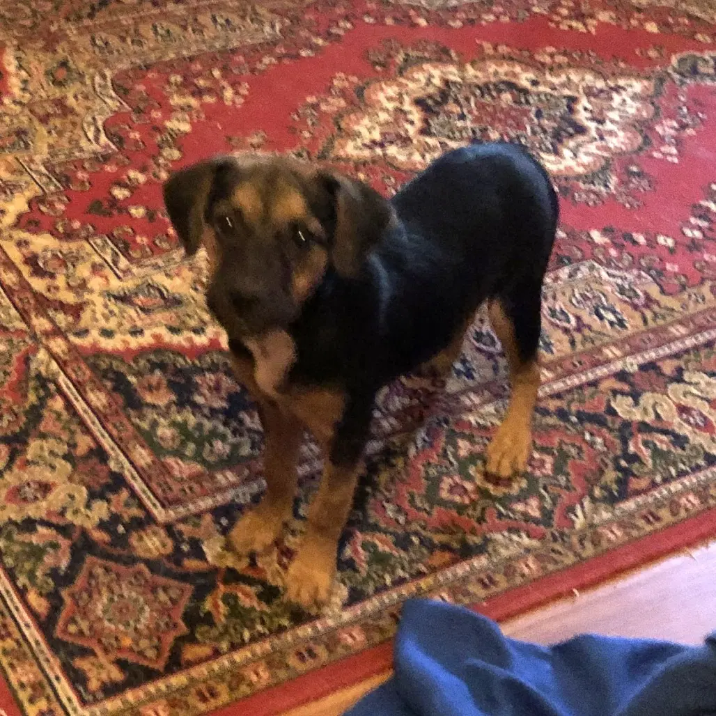 Wilma image 2