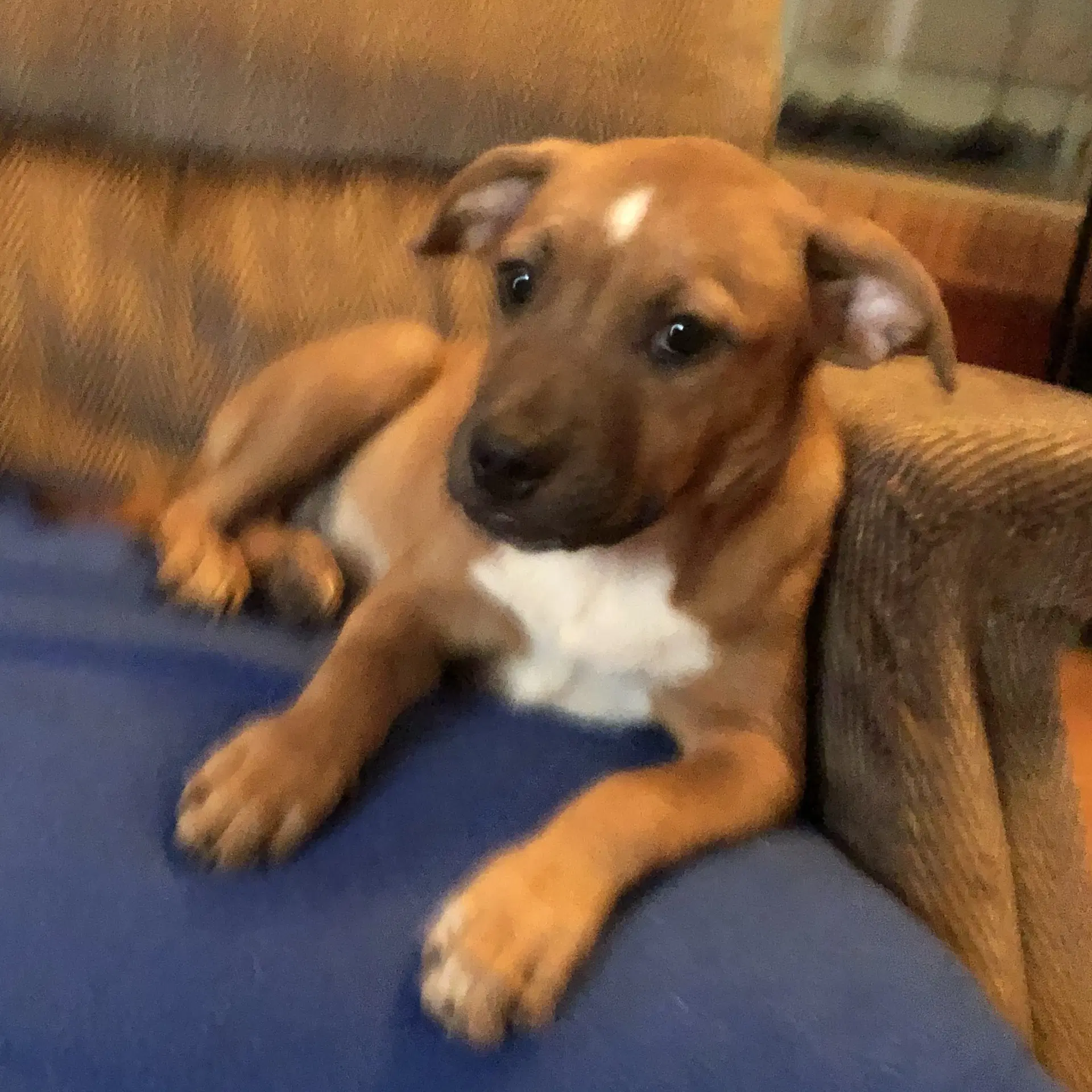 Betty - Labrador Retriever