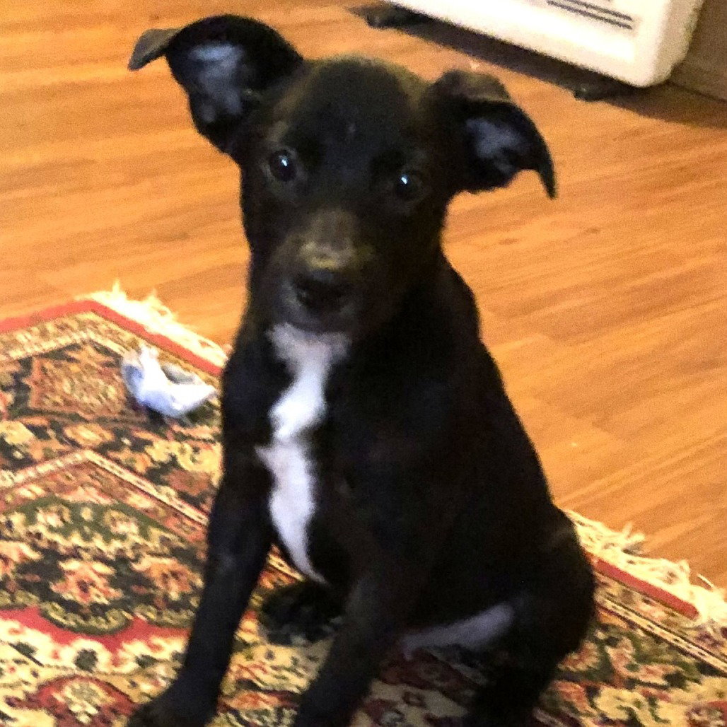 Barney, dog — photo 1 of 3
