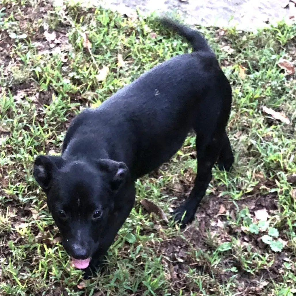 Barney image 3