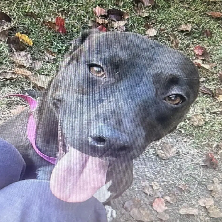 Zelda - Labrador Retriever