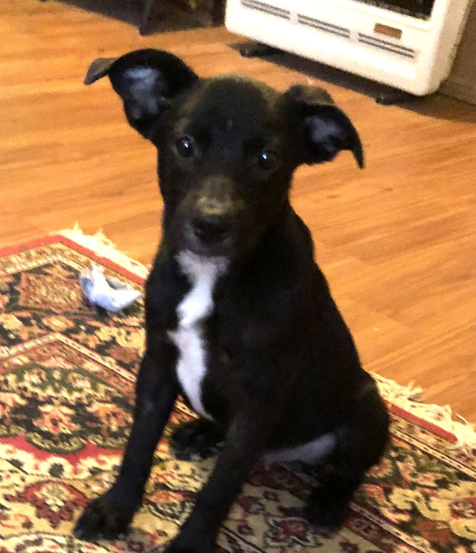 BARNEY, dog — photo 1 of 3