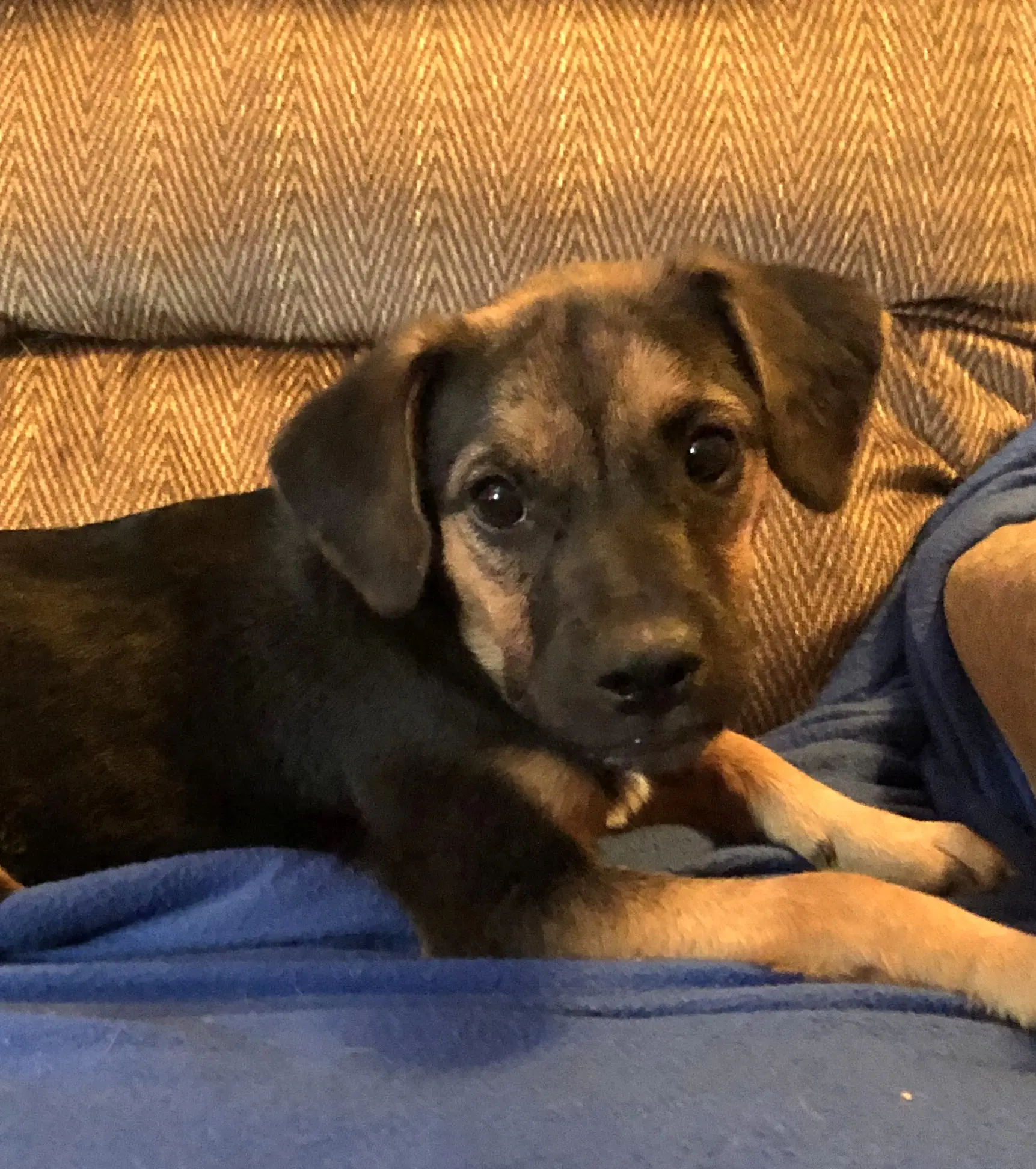 Wilma - Labrador Retriever