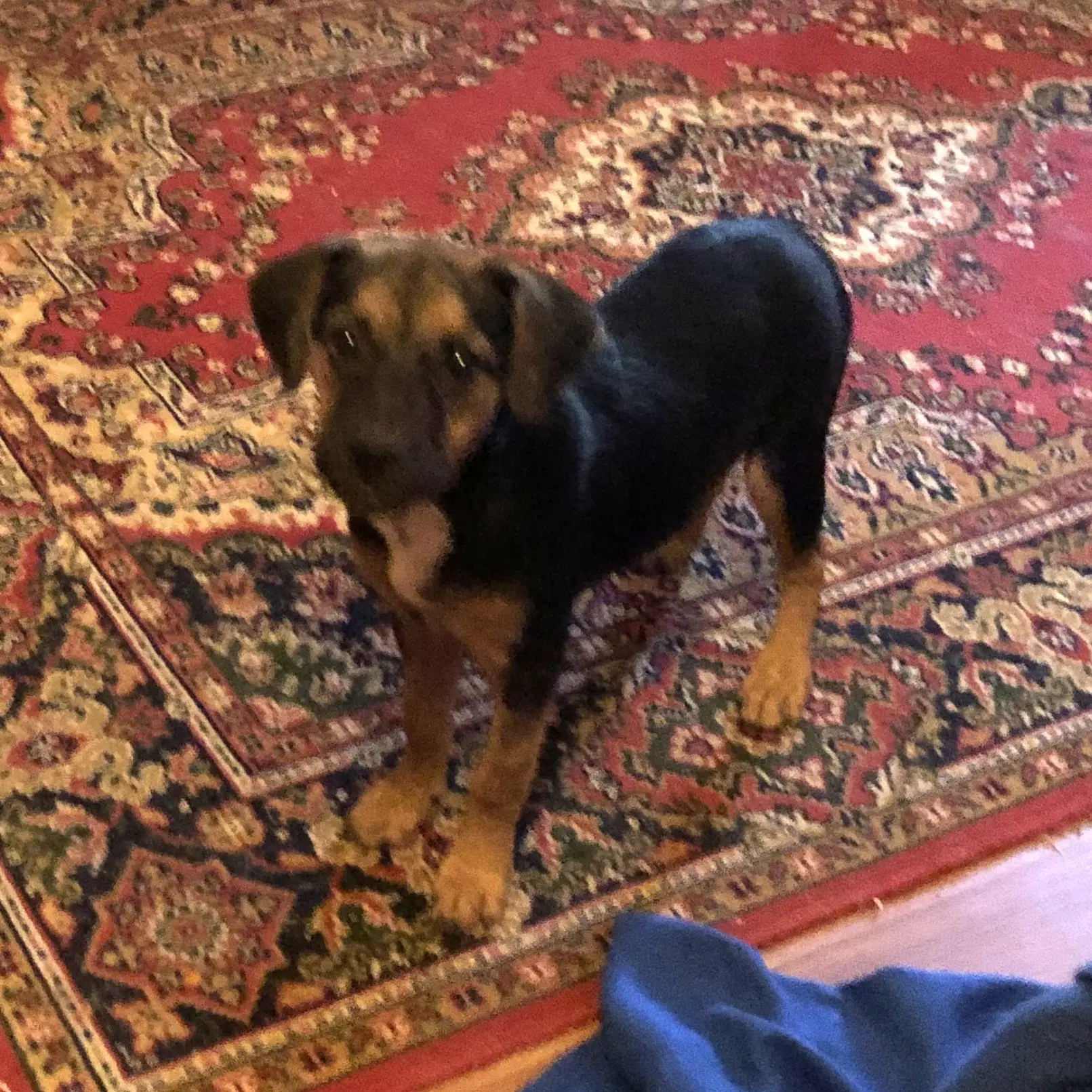 Wilma image 2