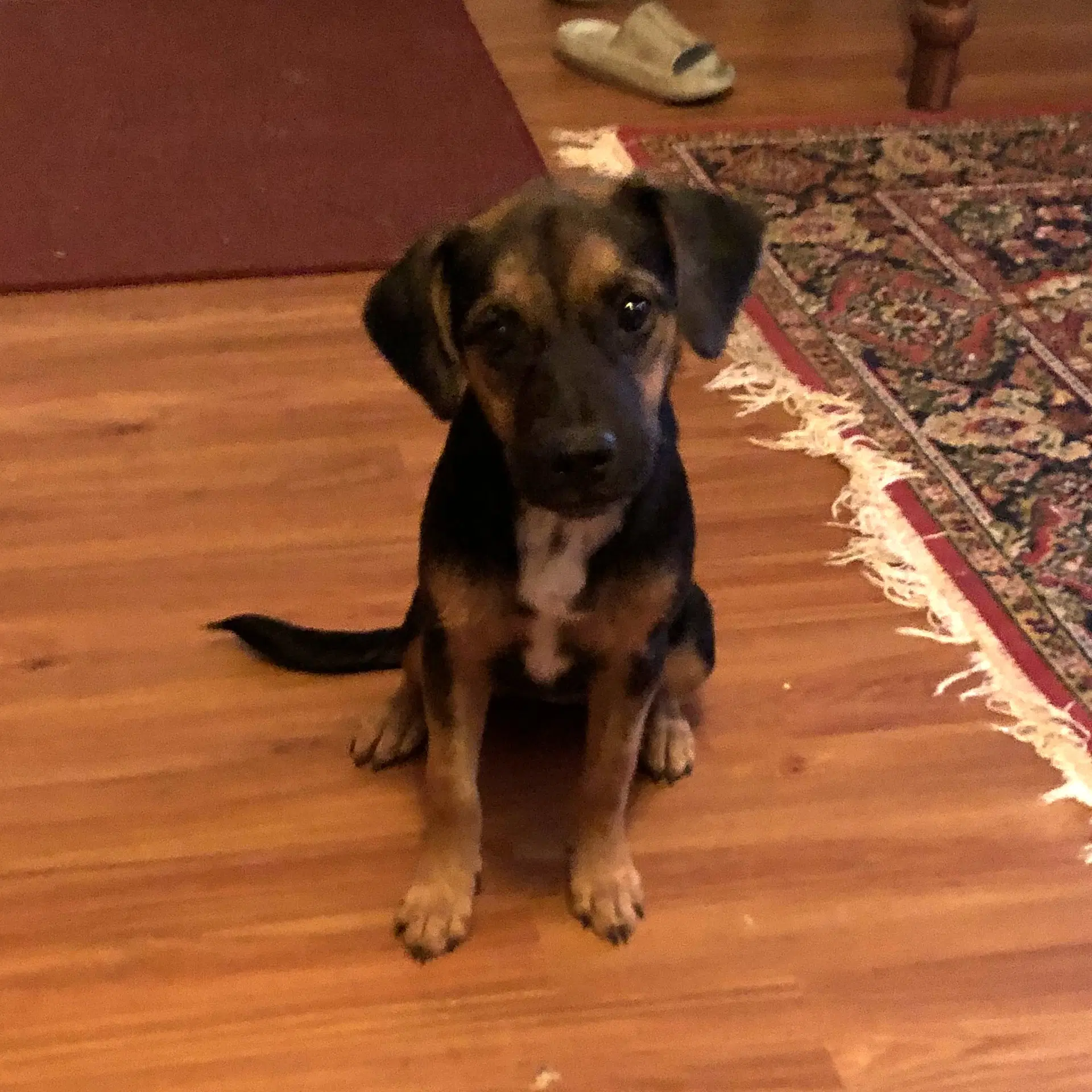Wilma image 4