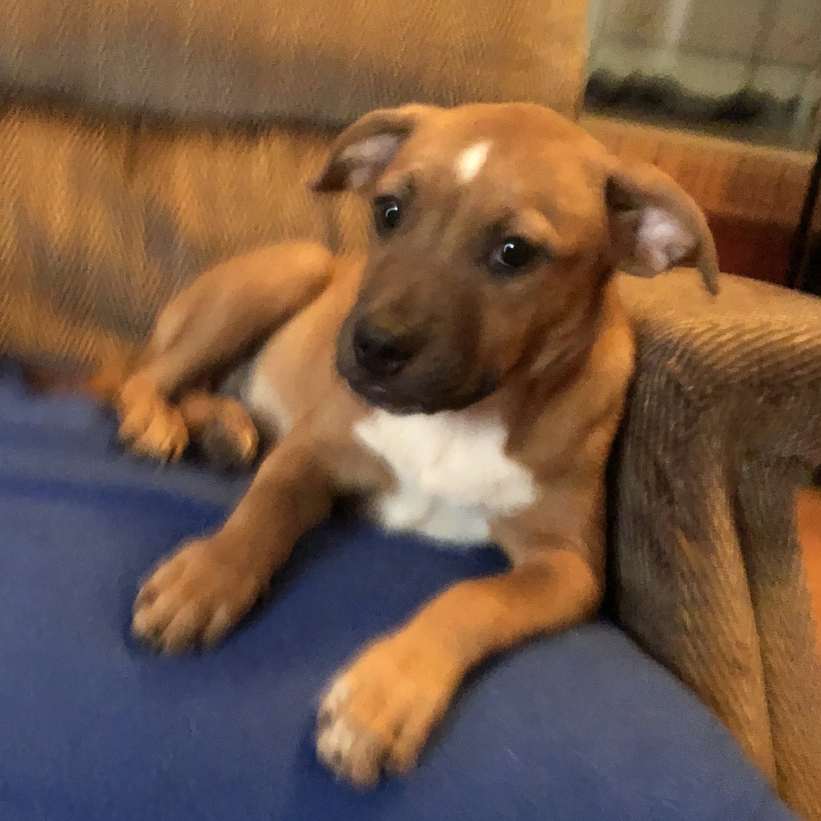 BETTY, dog — photo 1 of 3