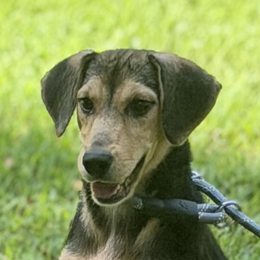 Luna, dog — photo 1 of 4